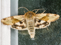 Marbled Clover